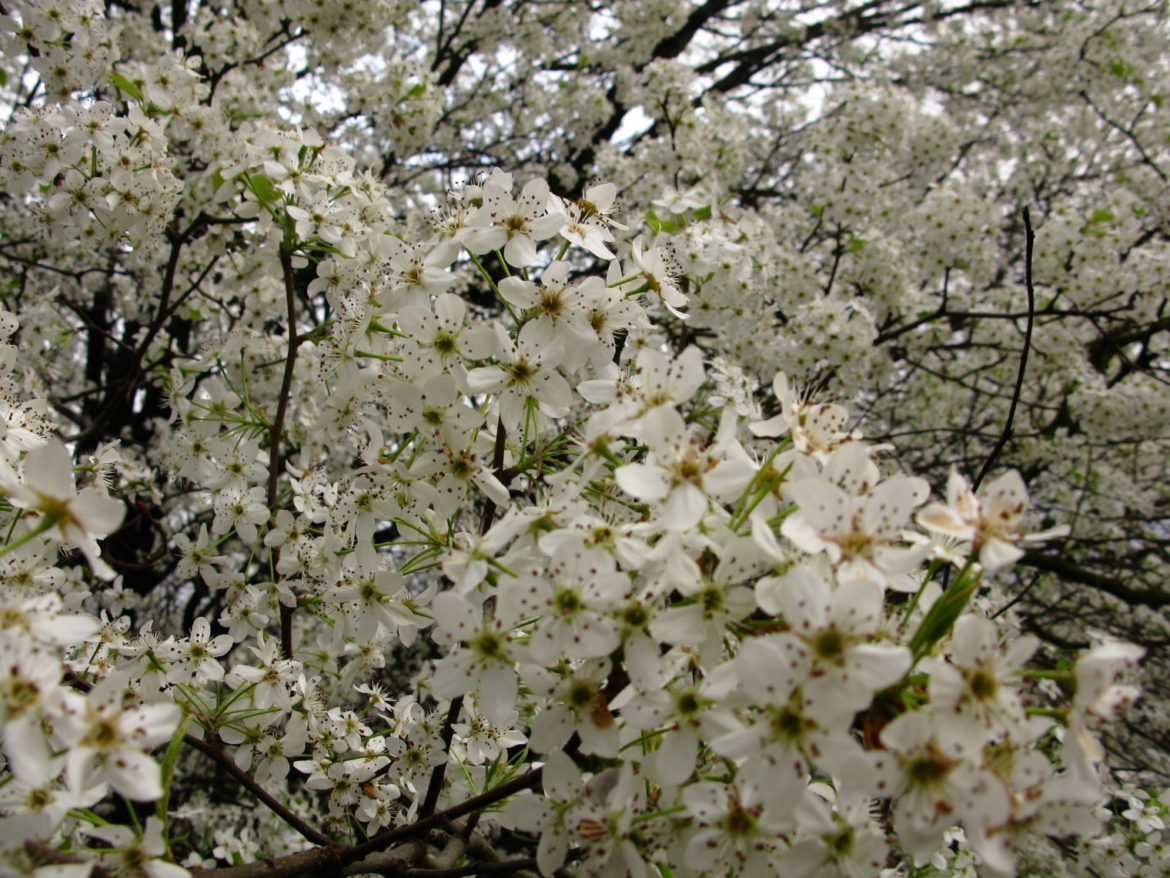 Nature Photography